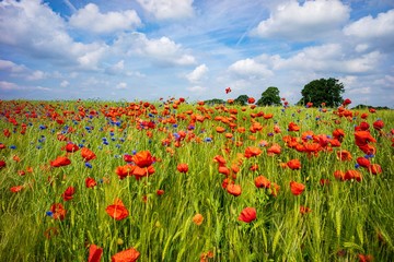 Getreidefeld mit Mohn und Kornblumen