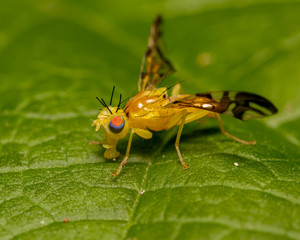 Yellow fly sitting on a green leaf
