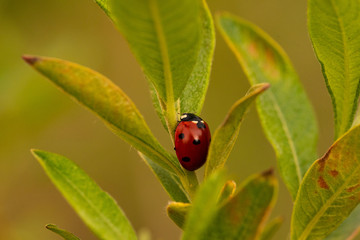 ladybug on green leaf