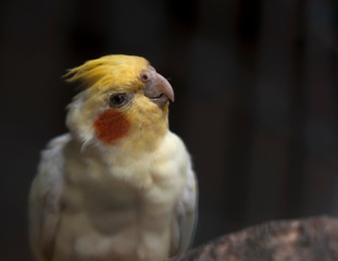 The elegant cockatiel parrot (Nymphicus hollandicus)
