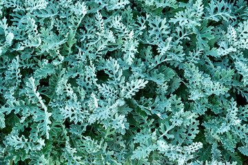 Flowers cineraria with beautiful lacy green leaves with a silvery shade, close-up.