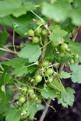 Green currants in the garden, close-up photo