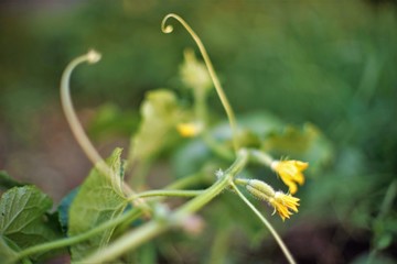 Flowering cucumber shrub in the garden, yellow flowers.