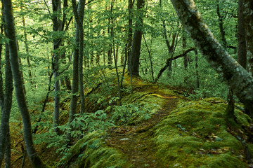 A magical forest trail in daylight morning light. Summer day.