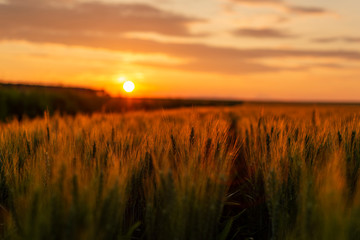Fototapeta premium Golden ears of wheat on the field