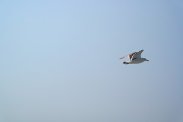 자유로운 갈매기