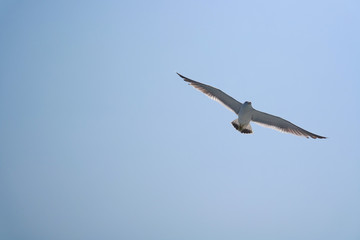 자유로운 갈매기