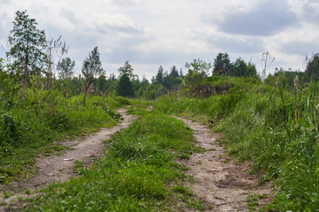 Fototapeta premium Old country dirt road in the middle of the forest.