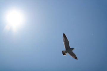 자유로운 갈매기
