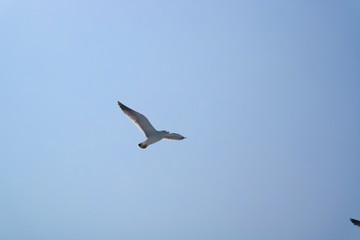 Obraz premium 바다 갈매기