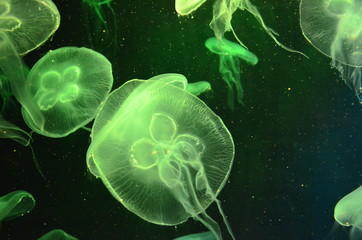 Jellyfish in sea