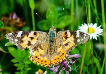 Beautifful colorful butterfly and a summer fflower in the meadow 