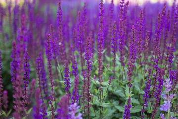 Fototapeta na wymiar Purple lavender fields