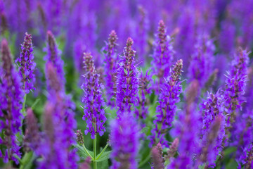 Beautiful purple lavender flower