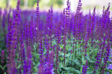 Fototapeta premium Bright lavender flower close up