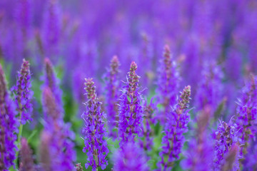 Obraz premium Lavender close up