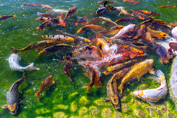 Fototapeta na wymiar Closeup of shoal of koi fish in Hasselt Japanese Garden in summer