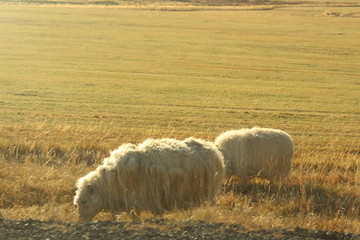 Sheep at the side of the road at sunset