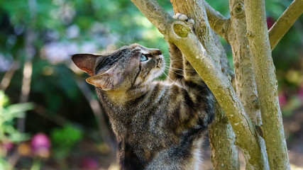Wild Cat with Paws on a Tree
