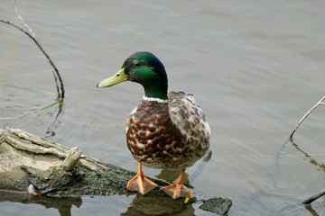 Male mallard duck on a log - Anas platyrhynchos
