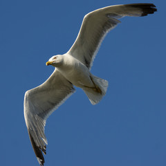 Yellow-legged Gull Flying