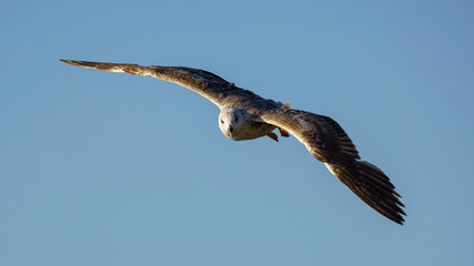 Yellow-legged Gull Breeding Flying