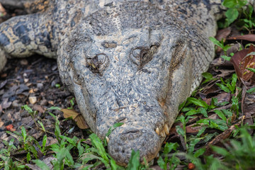 Obraz premium Semenggoh Wildlife park