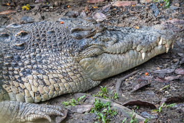 Semenggoh Wildlife park