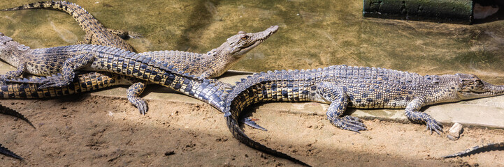 Crocodiles in jungle of Borneo