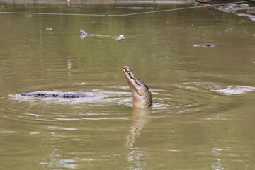 Obraz premium Crocodile farm, Siburan, Sarawak, Maleisië