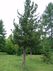 Fototapeta premium pine young and high among the lawn and other trees on it
