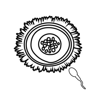 Ovum and sperm black silhouette. Sketch. Linear icon. Vector illustration