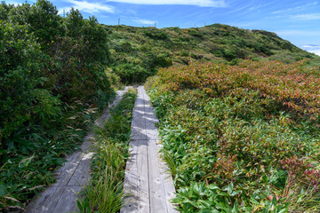 秋の地蔵山山頂付近の登山道