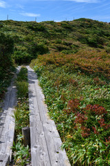 Fototapeta premium 秋の地蔵山山頂付近の登山道