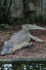 Naklejka premium Crocodile farm, Siburan, Sarawak, Maleisië