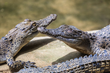 Obraz premium Crocodile farm, Siburan, Sarawak, Maleisië