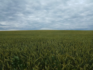 green wheat field and blue sky