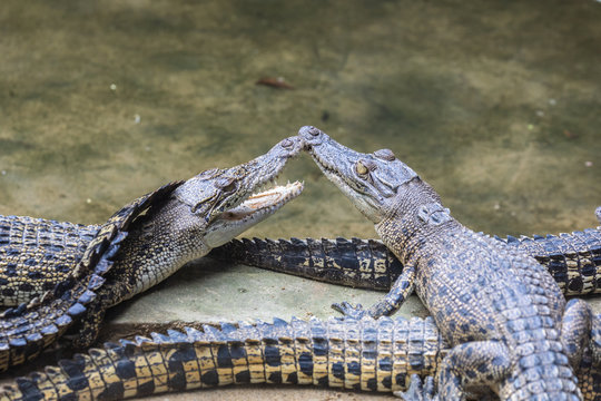 Crocodile farm, Siburan, Sarawak, Maleisi&euml;
