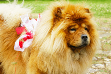 Fototapeta premium Gros chien pleins de poils en tenue de mariage