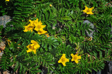 Argentina anserina or Potentilla anserina. It is known by the common names silverweed or silverweed cinquefoil. Natural green plant background, yellow flowers.