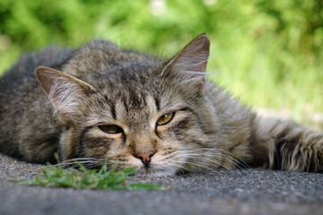 wild cat resting on the street