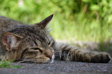 wild cat resting on the street