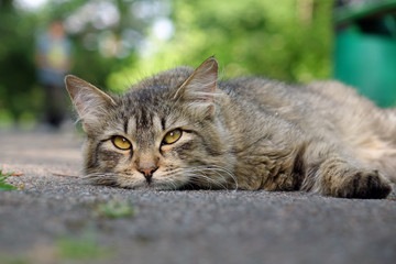 wild cat resting on the street