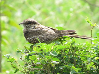 adventure nature river birds jaguar wedding road pregnancy sun insects cave