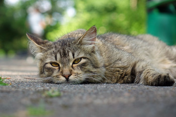 wild cat resting on the street