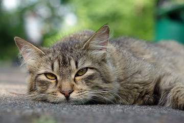 wild cat resting on the street