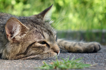 wild cat resting on the street