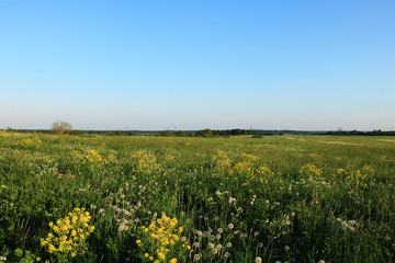 Russian field with dandelions in the summer early in the morning. Junior Russian fields in wildflowers
