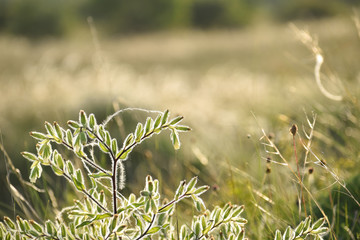 Onosma visianii at sunset - borzas v&eacute;rtő