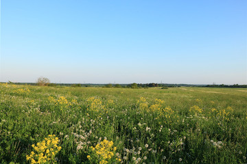 Obraz premium Russian field with dandelions in the summer early in the morning. Junior Russian fields in wildflowers
